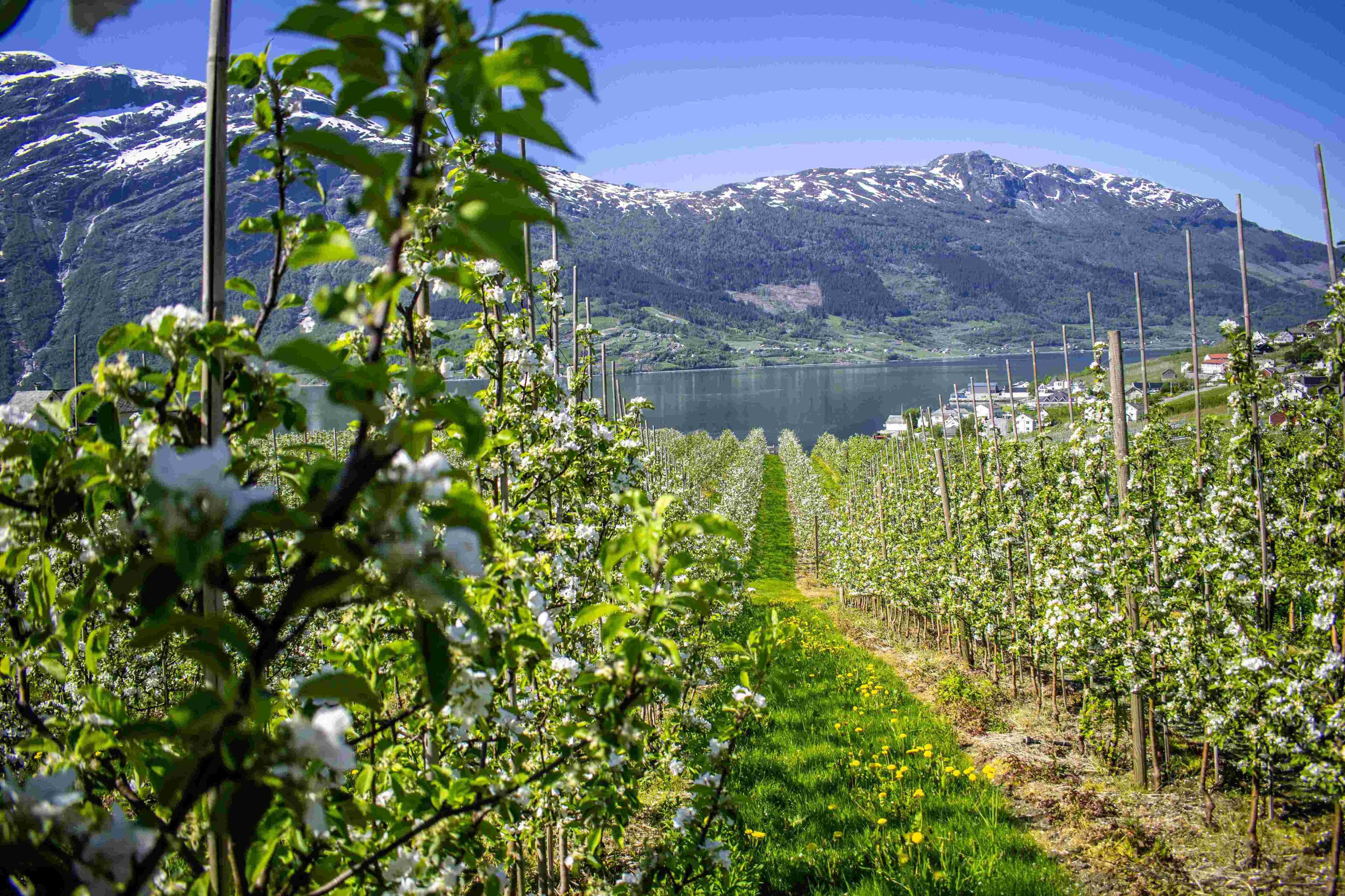 Vårtur til Hardanger